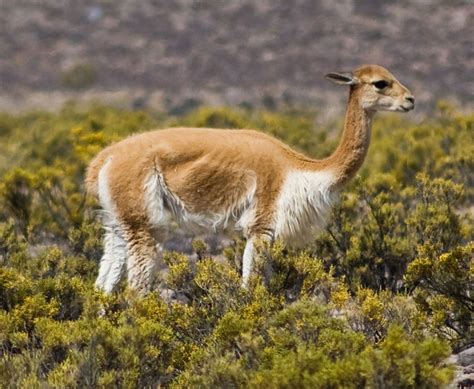 Artería Rodear Terapia Información Sobre La Vicuña Envidia Atar