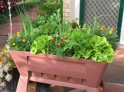 Top 10 Vegetables To Grow In Pots