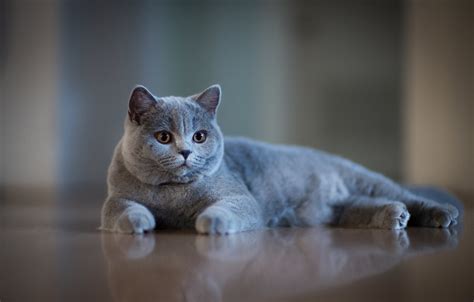 Wallpaper Muzzle Grey Bokeh Cat British Shorthair Images For