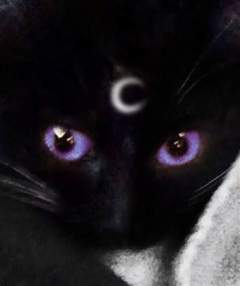 Pin By ⋆ 𝐳𝐨𝐞 ⋆ On ˚₊· ͟͟͞͞ 感情 Black Cat Aesthetic Cat Aesthetic Cat