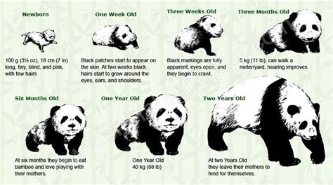 Top 10 Interesting Baby Pandas Facts Qandas With Photos Baby Panda