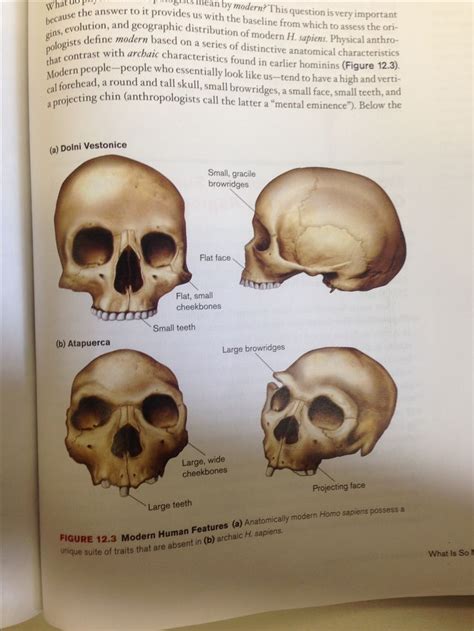 Pin By Mike Rickest Palos On Skull Anatomy Skull Anatomy Poster Skull