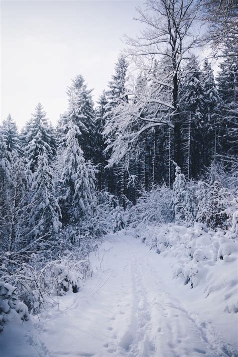 Johannes Hulsch — Winter Walk Through My Local Forest