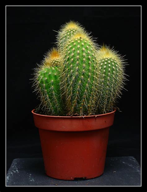 32 Small Indoor Cactus Plants For Sale