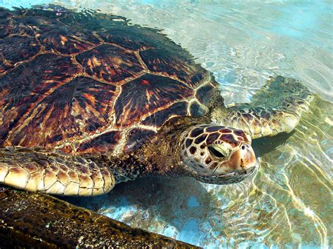 Life Of Green Sea Turtle Life Of Sea