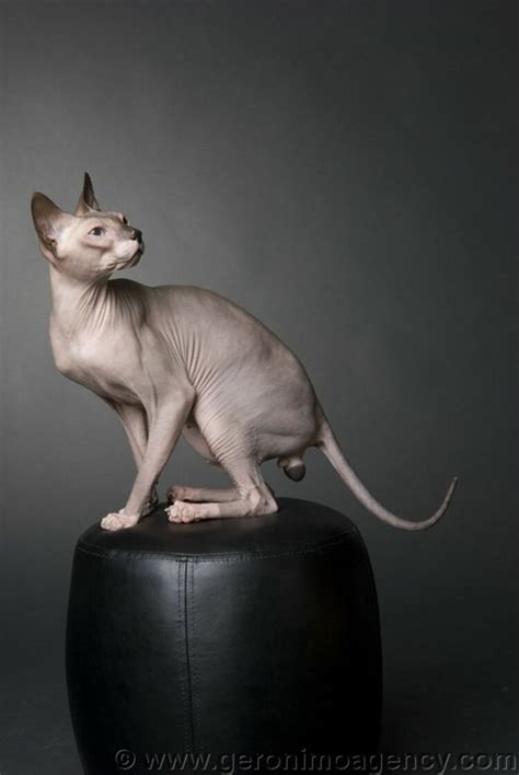 Donskoy Aka Don Sphynx Rare Russian Hairless Cat Unrelated To The