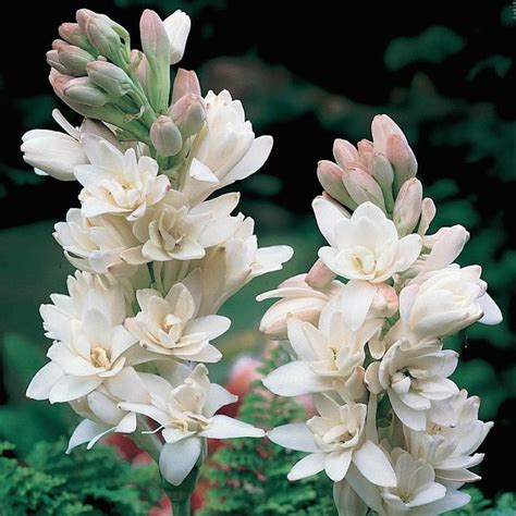 Brecks White The Pearl Double Tuberose Polianthes Flowers Bulbs 3