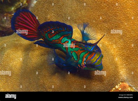 Mandarin Fish Hi Res Stock Photography And Images Alamy