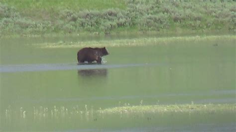 Yellowstone Park Bear Sighting Youtube
