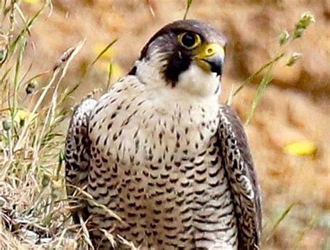 Falcon found shot in the wing in Telford | Shropshire Star