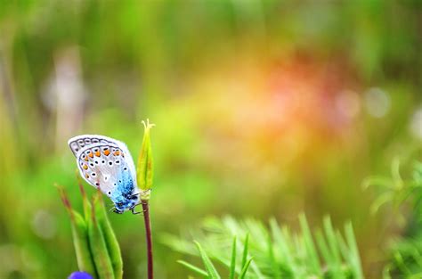 Animal Butterfly 4k Ultra Hd Wallpaper