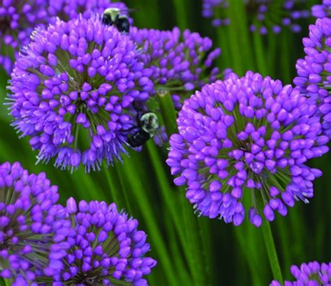 Allium Millenium Named 2018 Perennial Of The Year Indiana Yard And