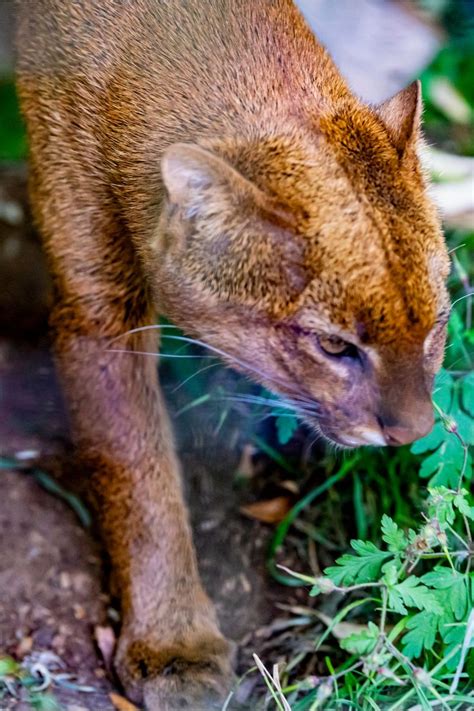 Get Up Close With A Jaguarundi The Otter Cat Unusual Animals Cats