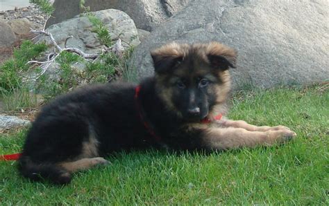 Maybe you would like to learn more about one of these? File:Fritzi GSD puppy.jpg - Wikimedia Commons