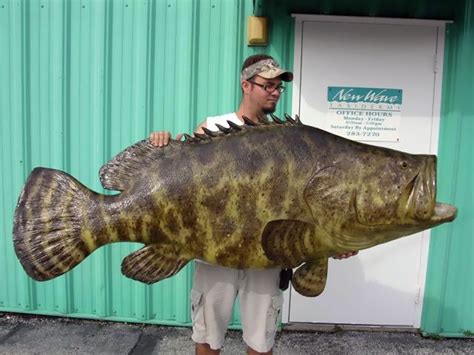 Goliath Grouper Mounts New Wave Taxidermy