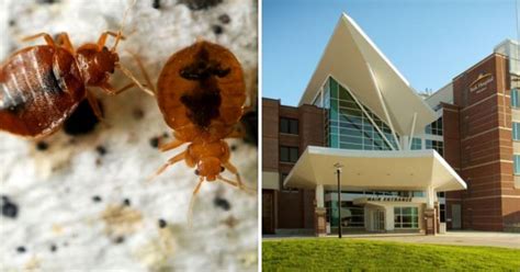Mary Stoner 96 Dies After Being Bitten By Bed Bugs Metro News