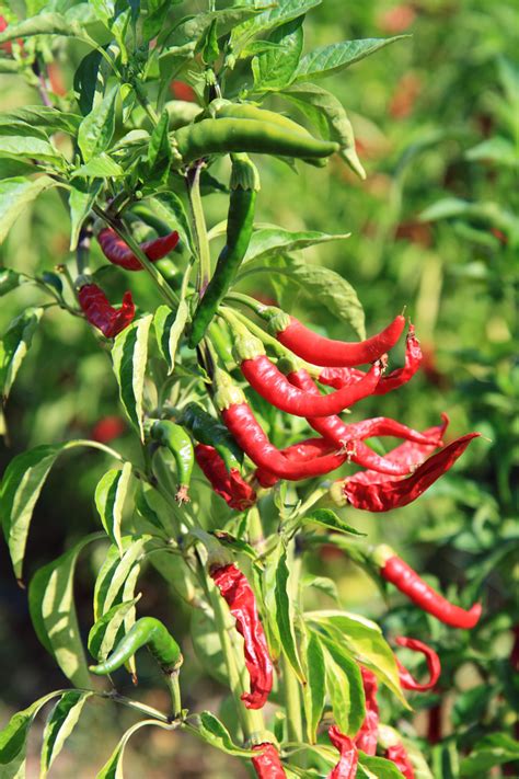 We did not find results for: Public Domain Picture | Chili peppers | ID: 13963100416167 ...