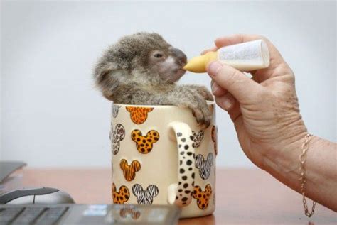 Teacup Koala Baby Animals Pinterest Koalas Baby