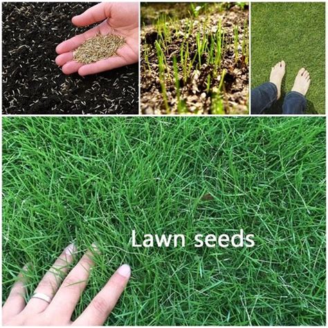 Perennial Green Grass Seed200pcsgolf Course Lawn Seeds Tall Fescue