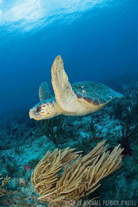 Loggerhead Turtles Palm Beach Florida Reef Shark Blue Shark Deep