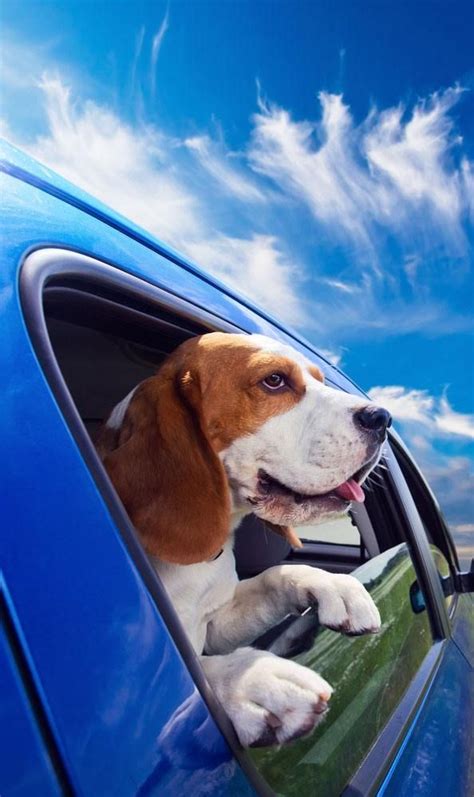 Your search for the perfect name ends right here. Beagle Names: Unique Ideas For Your Male Or Female Dog ...