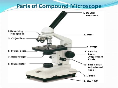 Ppt Identifying The Components Of A Compound Microscope Powerpoint