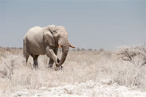 Big Bull Elephant In Etosha National Park In Namibia Stock Photo