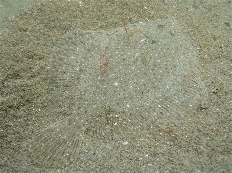 The Amazing Camouflage Ability Of A Sundial Flounder Rthedepthsbelow