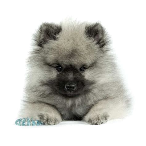 Keeshond Puppies For Sale Adopt Your Puppy Today Infinity Pups