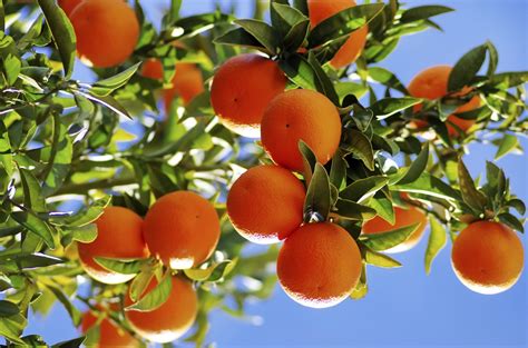 Edible Gardening Citrus Trees