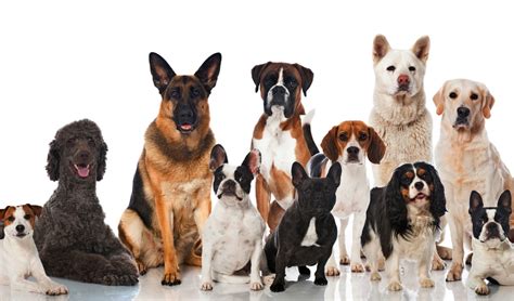 30 Most Popular Dog Breeds That Are Famous All Over The