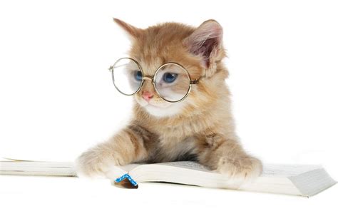 🔥 Free Download Animals Books Cats Glasses Wallpaper 1920x1200 For