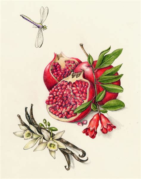 Pomegranate Botanical Painting Botanical Drawings Botanical Prints