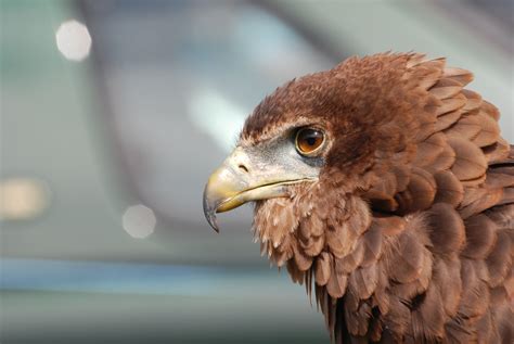 Shallow Focus Photo Of Brown Eagle Hd Wallpaper Wallpaper Flare