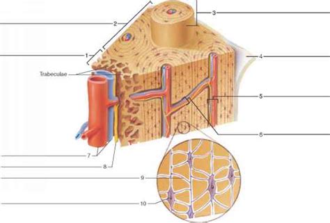 The splint must be appropriately measured to assure the splint is of pelvis long backboard immobilization. Structure Of Bone - Human Anatomy - GUWS Medical