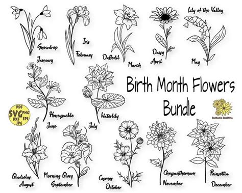August Birth Flower June Flower Birth Month Flowers September