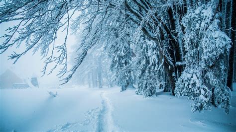 Download Wallpaper 1600x900 Winter Thick Snow Path Trees Hd Background