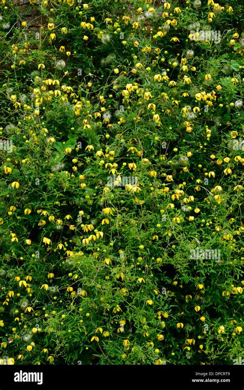 Clematis Tangutica Vigorous Climber Climbing Climb Yellow Flower