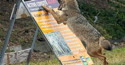 ¡Cuánta razón! / Cuidado con el coyote
