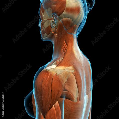 Womans Neck And Shoulder Muscle Anatomy Side View Buy This Stock