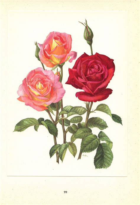 1962 Chrysler Imperial Love Song Roses Art Vintage Botanical Art