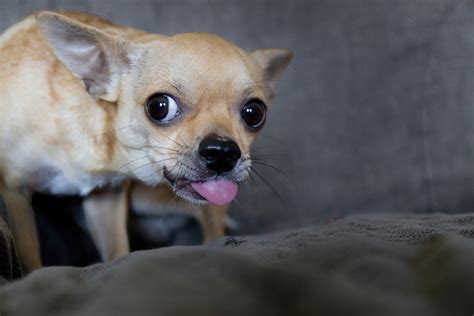 9 Reasons Why Chihuahuas Lick So Much I Love My Chi