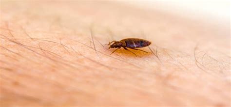Do Bed Bugs Burrow In Your Skin Answered 2023