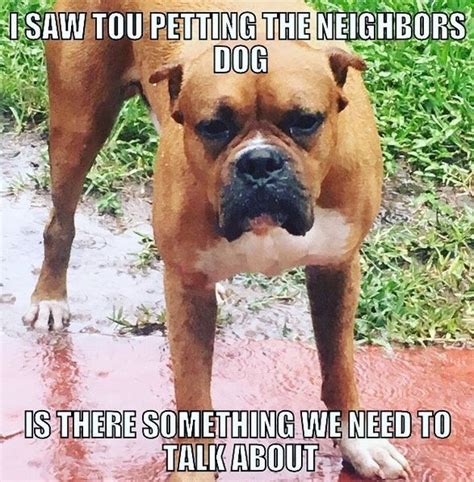 Boxer Humor In 2020 Boxer Dogs Funny Funny Boxer Boxer Memes