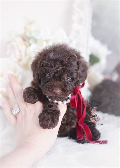 Chocolate Toy Poodle Puppies Teacup Puppies And Boutique