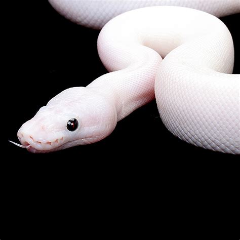 White Snake Dream Interpretation By Dr Howard Teich