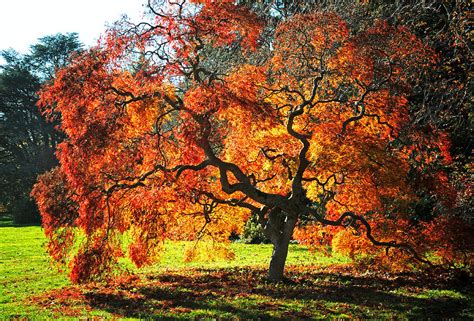 Japanese maples are prized for the seemingly endless variety of growth habits. Japanese Maple In Fall Color Photograph by Barbara Budzinski