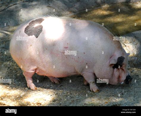 Fat Pig Obese Hi Res Stock Photography And Images Alamy