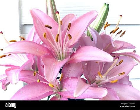 Pink Asiatic Lilies Hi Res Stock Photography And Images Alamy