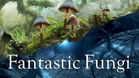 Is Documentary Fantastic Fungi 2019 Streaming On Netflix